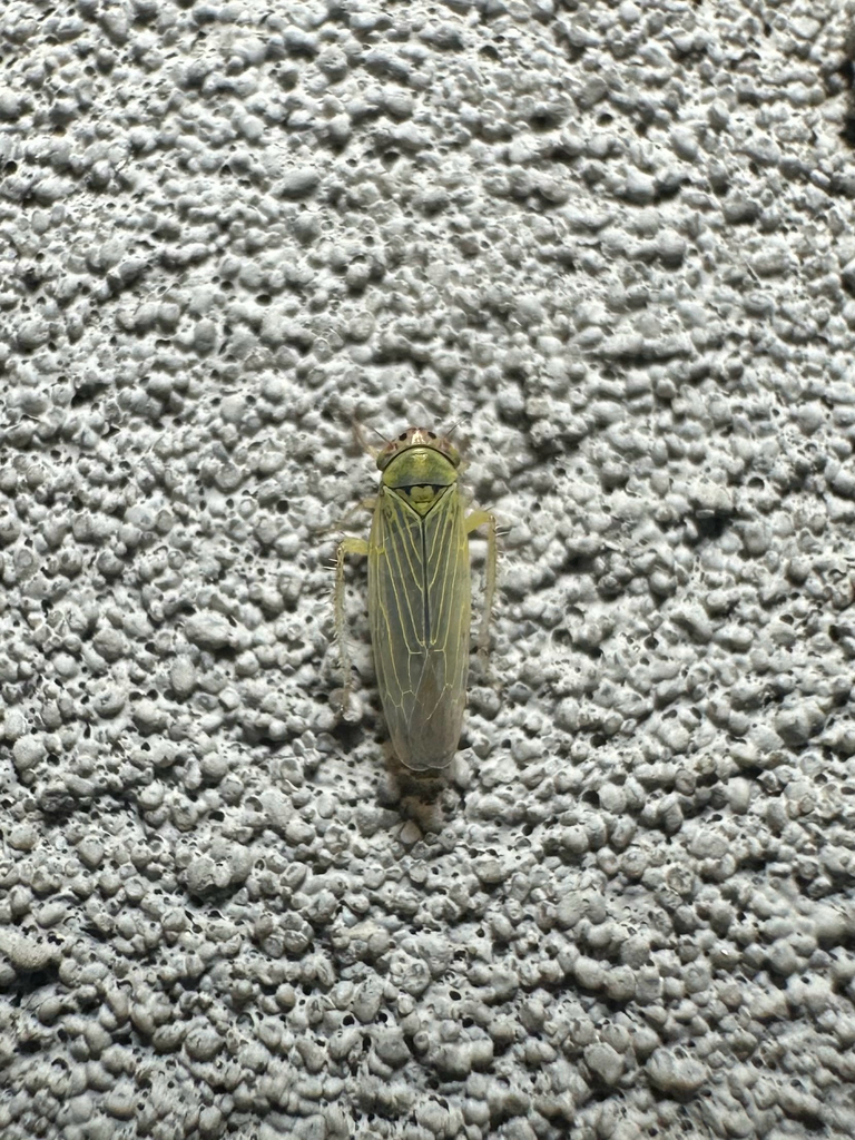 Sonronius binotatus