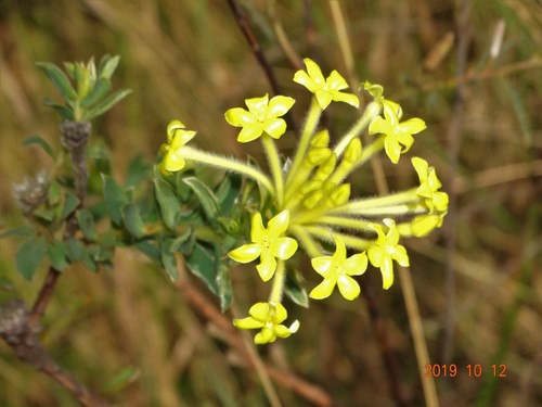 Gnidia anthylloides