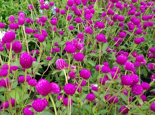 Gomphrena globosa
