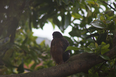 Accipiter striatus ventralis