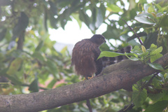 Accipiter striatus ventralis