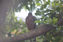 Accipiter striatus ventralis