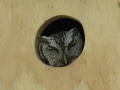 Megascops asio mccallii