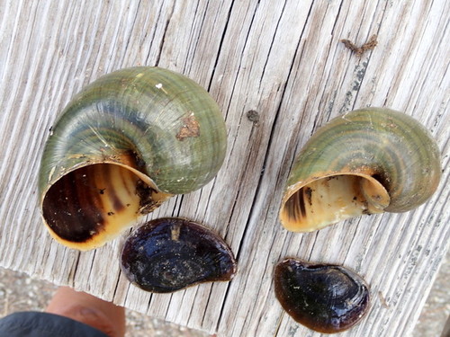 Island Apple Snail