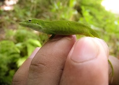 Anolis isolepis
