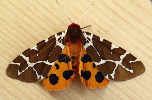 Garden tiger moth