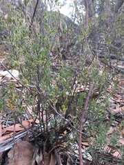 Leucopogon microphyllus