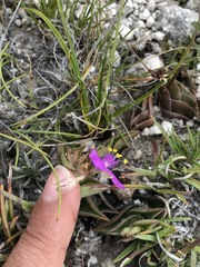 Callisia navicularis