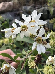 Montanoa leucantha