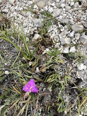 Callisia navicularis