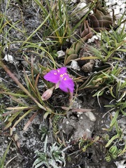 Callisia navicularis