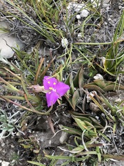 Callisia navicularis