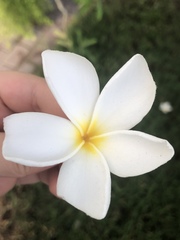 Plumeria