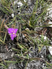 Callisia navicularis