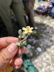 Kallstroemia rosei