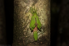 Aenetus eximia