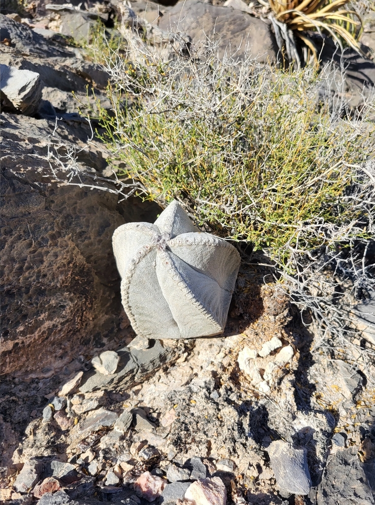 Astrophytum coahuilense, Coahuila, MX