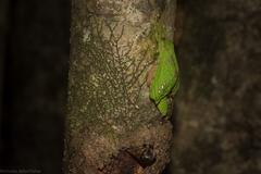 Aenetus eximia