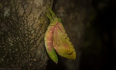 Aenetus eximia