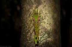 Aenetus eximia