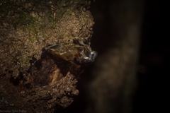 Aenetus eximia