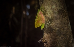 Aenetus eximia