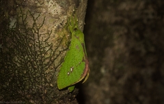Aenetus eximia