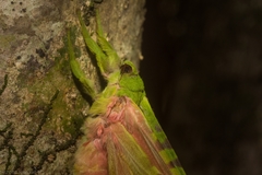 Aenetus eximia