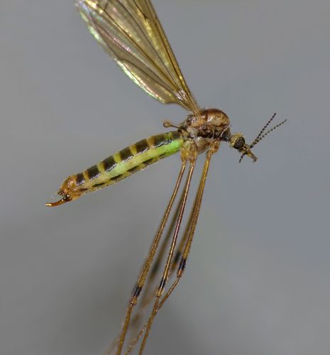 Dicranomyia melanogramma · iNaturalist