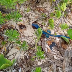 Cnemidophorus espeuti