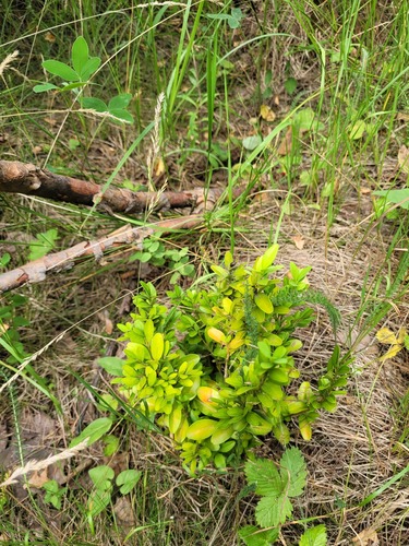Buxus sempervirens
