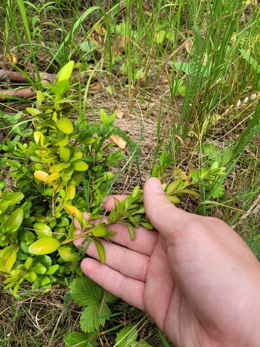 Buxus sempervirens