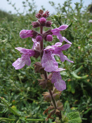 Stachys ajugoides