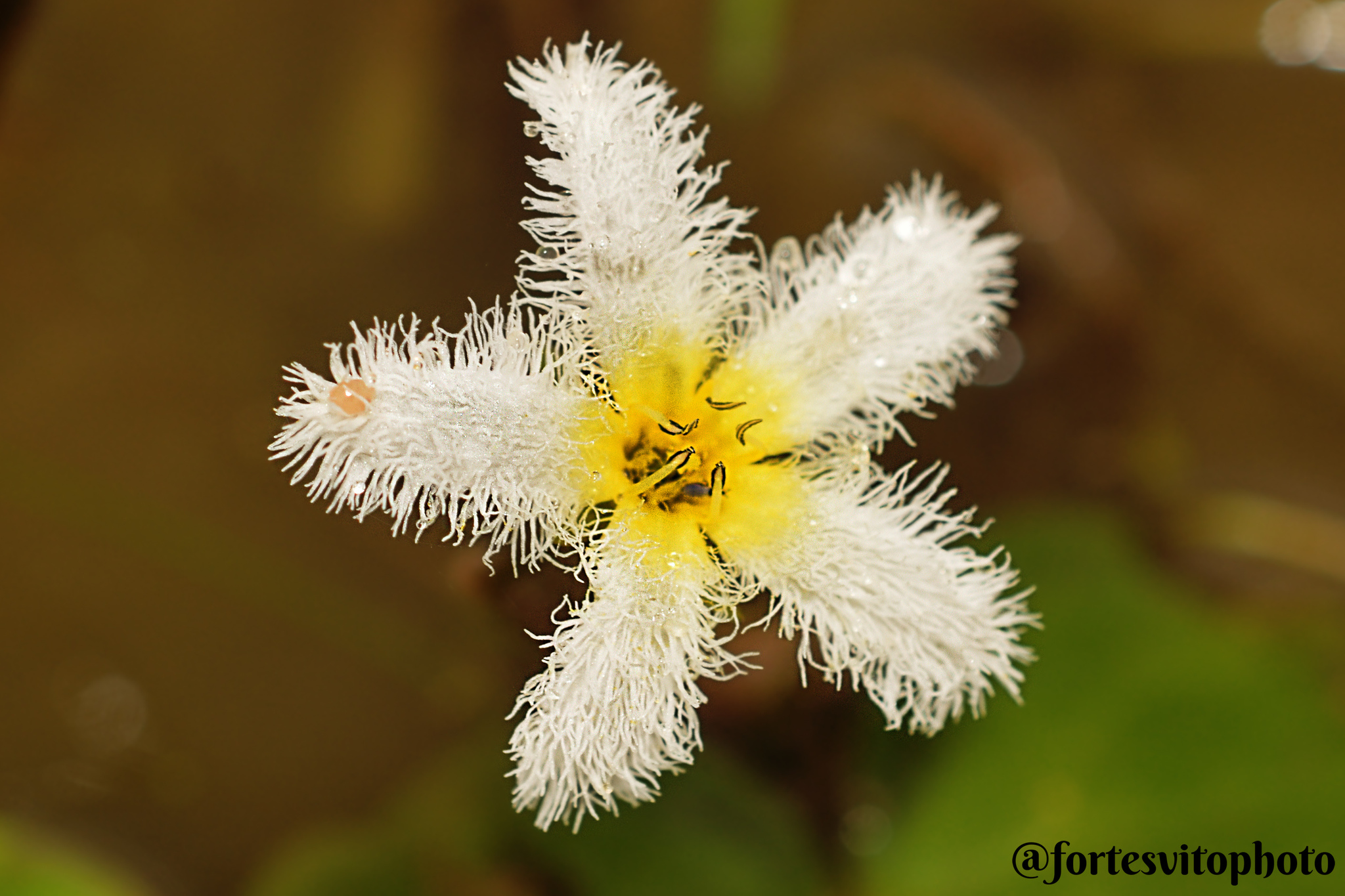 Nymphoides humboldtiana