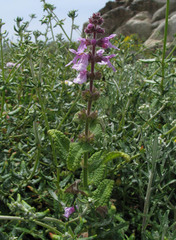 Stachys ajugoides