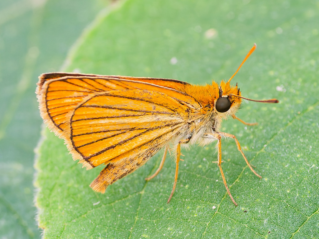 Thymelicus leoninus