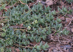 Extriplex californica