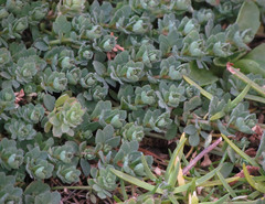 Extriplex californica