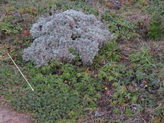 Extriplex californica