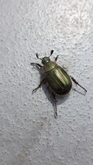 Anomala octiescostata