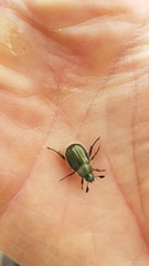 Anomala octiescostata