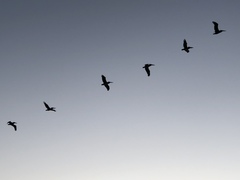 Pelecanus occidentalis californicus