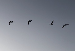 Pelecanus occidentalis californicus