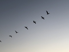 Pelecanus occidentalis californicus