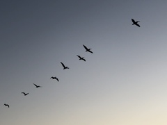 Pelecanus occidentalis californicus