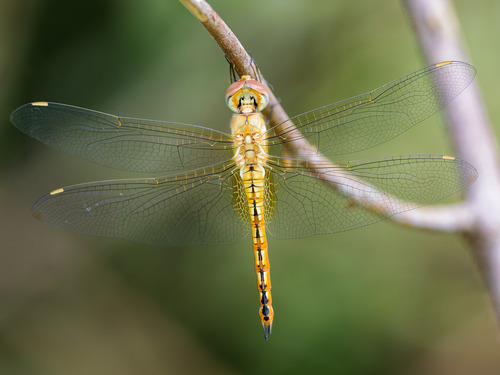 Wandering Glider, photo 3 of 10