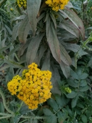 Solidago confinis