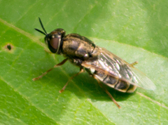 Odontomyia pubescens