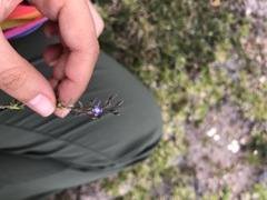 Scoparia mexicana