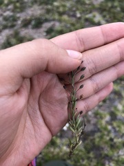 Scoparia mexicana